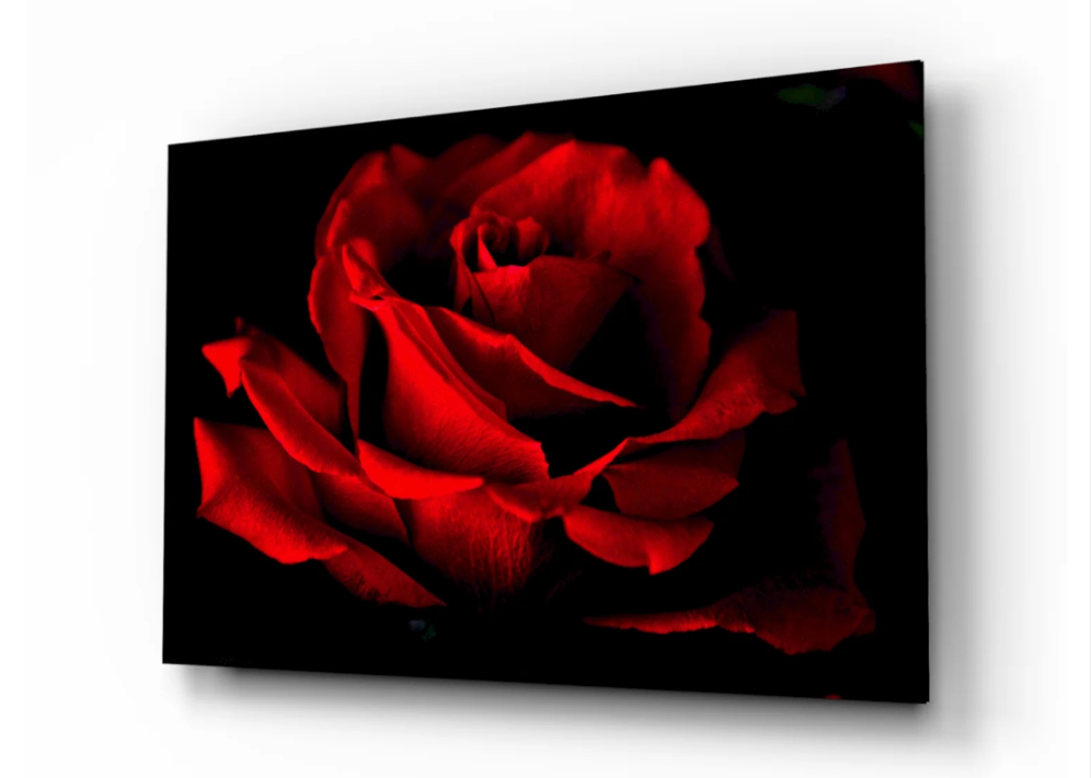 Close-up of a red rose against a black background